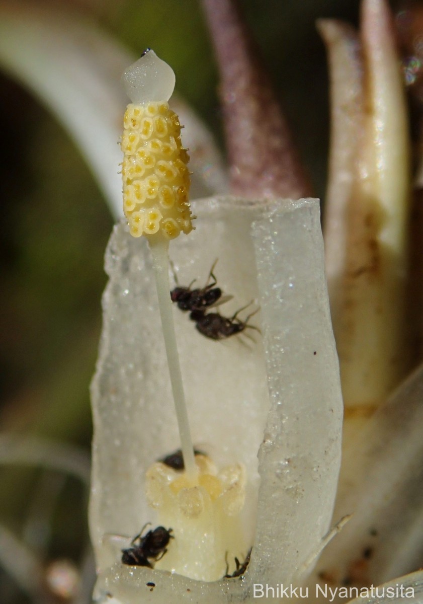 Cryptocoryne wendtii de Wit